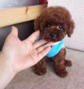 茶杯犬泰迪犬长不大超小体纯种小型犬袖珍犬宠物狗
